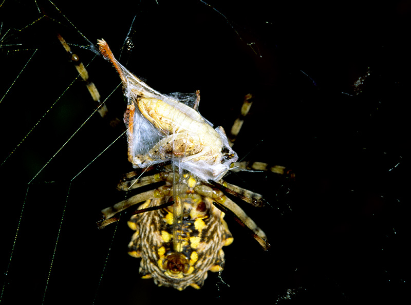 Argiope lobata